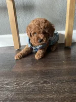 Tiny Baby boy, a male Poodle - Toy  for sale in Dallas, TX – Photo 2 of 4