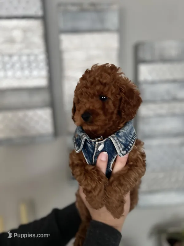 Tiny Baby boy, a male Poodle - Toy  for sale in Dallas, TX – Photo 1 of 4