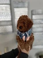 Tiny Baby boy, a male Poodle - Toy  for sale in Dallas, TX – Photo 1 of 4