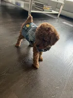 Tiny Baby boy, a male Poodle - Toy  for sale in Dallas, TX – Photo 3 of 4