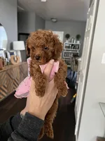 Sweat pea, a female Poodle - Toy  for sale in Dallas, TX – Photo 4 of 4