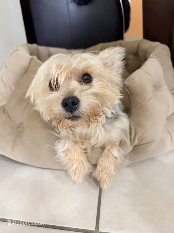 Nino   – Morkie puppy for sale in Hialeah, FL