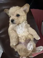 Nina, a female Morkie for sale in Hialeah, FL – 4 of 7