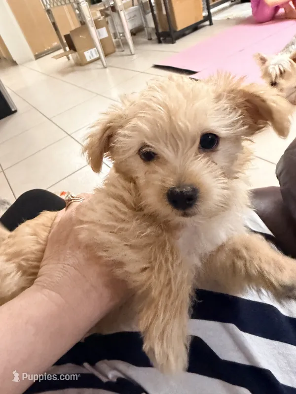 Nina – Morkie puppy for sale in Hialeah, FL