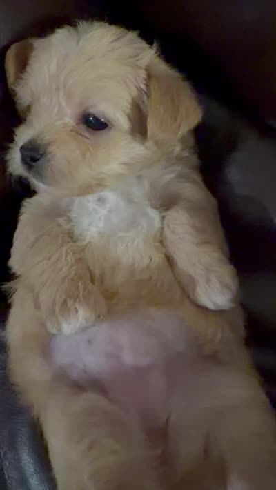 Nina, a female Morkie for sale in Hialeah, FL – 3 of 7