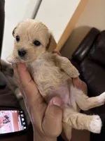 Nina, a female Morkie for sale in Hialeah, FL – 2 of 7