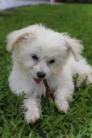 Nino  , a male Morkie for sale in Hialeah, FL – 5 of 5