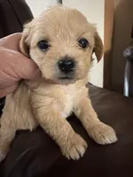 Nina, a female Morkie for sale in Hialeah, FL – 7 of 7