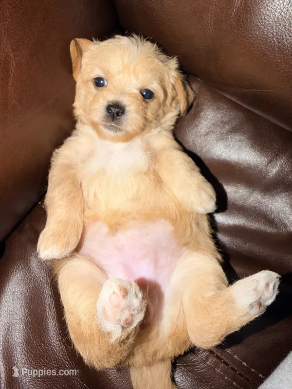 Nina – Morkie puppy for sale in Hialeah, FL