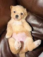 Nina, a female Morkie for sale in Hialeah, FL – 1 of 7