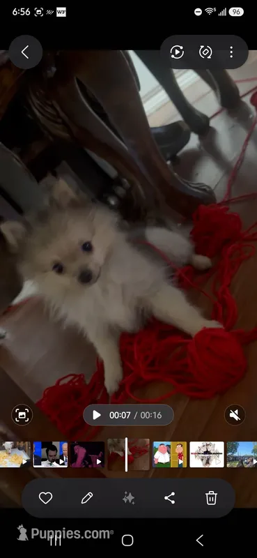 Marzapan – Pomeranian puppy for sale in Sacramento, CA