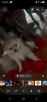 Marzapan, a female Pomeranian for sale in Sacramento, CA – 1 of 4