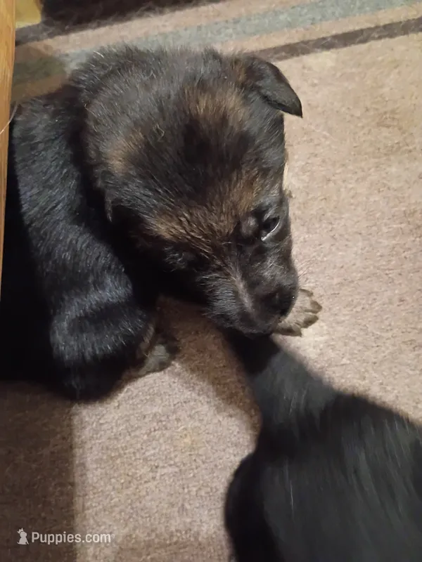 Male 2 – German Shepherd Dog puppy for sale in Pueblo, CO