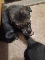Male 2, a female German Shepherd Dog for sale in Pueblo, CO – 1 of 1