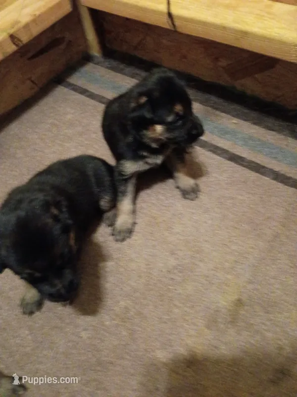 Male 1 – German Shepherd Dog puppy for sale in Pueblo, CO
