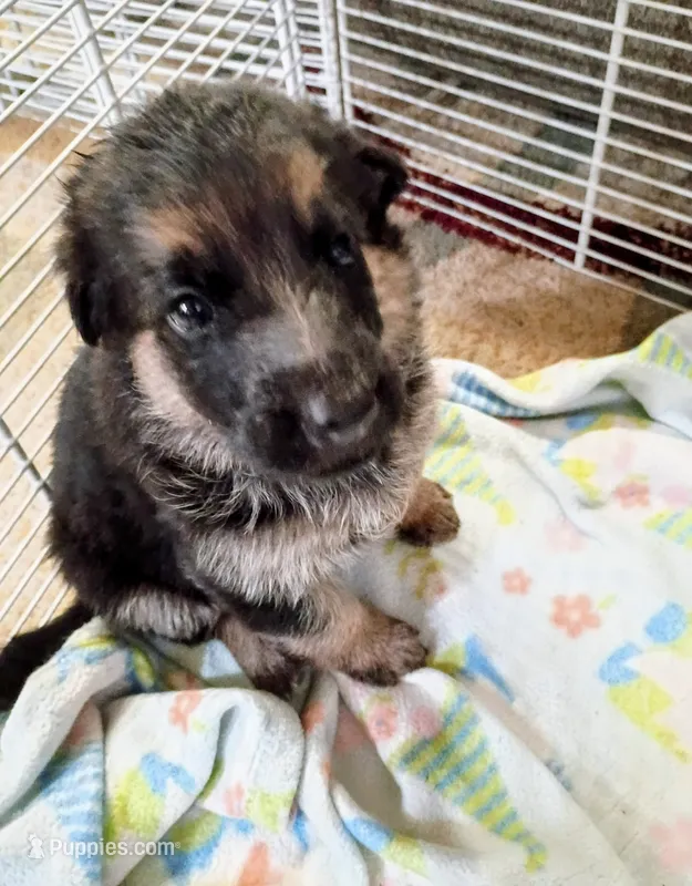 Female 4 – German Shepherd Dog puppy for sale in Pueblo, CO