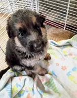 Female 4, a female German Shepherd Dog for sale in Pueblo, CO – 1 of 1