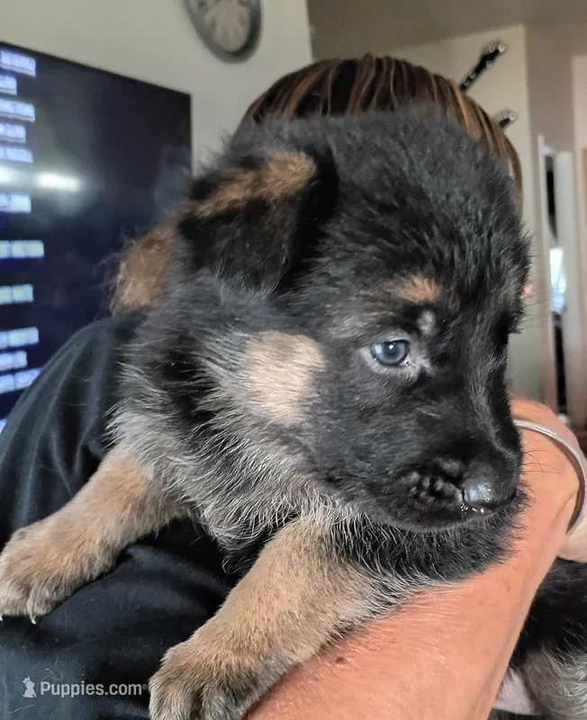 Female 2 – German Shepherd Dog puppy for sale in Pueblo, CO