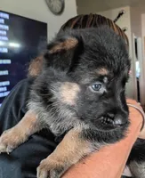 Female 2, a female German Shepherd Dog for sale in Pueblo, CO – 1 of 1