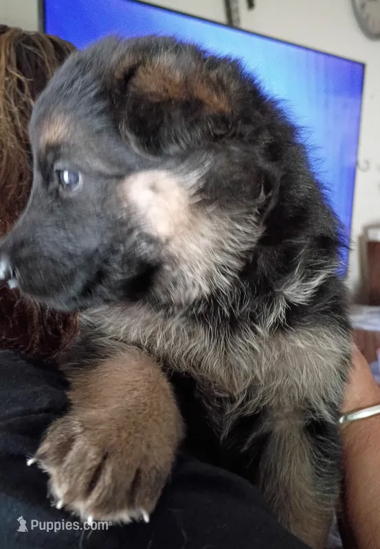 Female 3 – German Shepherd Dog puppy for sale in Pueblo, CO