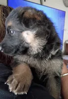 Female 3, a female German Shepherd Dog for sale in Pueblo, CO – 1 of 1
