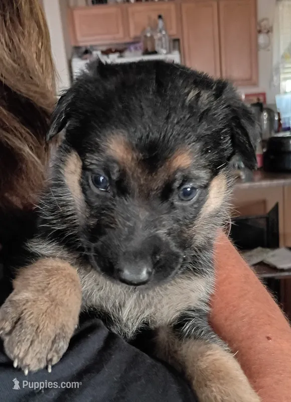 Female 1 – German Shepherd Dog puppy for sale in Pueblo, CO