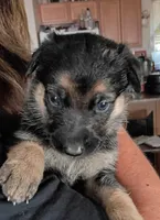 Female 1, a female German Shepherd Dog for sale in Pueblo, CO – 1 of 1