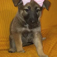 Maccaroni, a female Belgian Shepherd Dog for sale in Manteca, CA – Photo 4 of 4