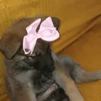 Maccaroni, a female Belgian Shepherd Dog for sale in Manteca, CA – Photo 2 of 4