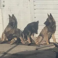 Maccaroni, a female Belgian Shepherd Dog for sale in Manteca, CA – Photo 1 of 4