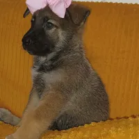 Maccaroni, a female Belgian Shepherd Dog for sale in Manteca, CA – Photo 3 of 4