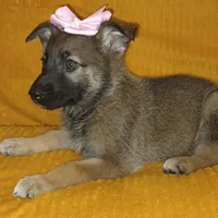 Baloney, a female Belgian Shepherd Dog for sale in Manteca, CA – Photo 4 of 4