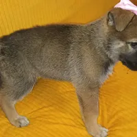 Baloney, a female Belgian Shepherd Dog for sale in Manteca, CA – Photo 3 of 4