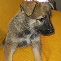Baloney, a female Belgian Shepherd Dog for sale in Manteca, CA – Photo 2 of 4