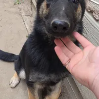 Blacky, a male Belgian Shepherd Dog for sale in Manteca, CA – Photo 1 of 6