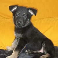 Blacky, a male Belgian Shepherd Dog for sale in Manteca, CA – Photo 5 of 6