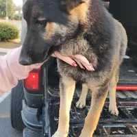 Blacky, a male Belgian Shepherd Dog for sale in Manteca, CA – Photo 3 of 6
