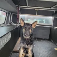 Blacky, a male Belgian Shepherd Dog for sale in Manteca, CA – Photo 4 of 6