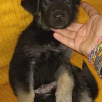 Blacky, a male Belgian Shepherd Dog for sale in Manteca, CA – Photo 6 of 6