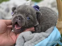 Lilac and tan fluffy female , a female French Bulldog for sale in Miami, OK – 5 of 10