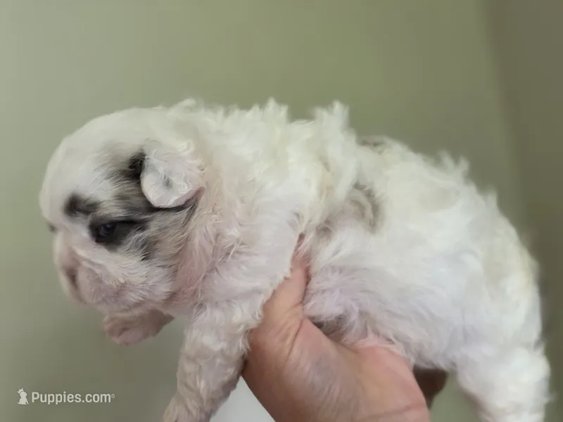Batman fluffy male  – French Bulldog puppy for sale in Miami, OK