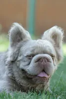 Kingston, a male French Bulldog for sale in Miami, OK – 6 of 7
