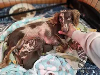 Mini long haired male , a male Miniature Dachshund for sale in Miami, OK – 3 of 3