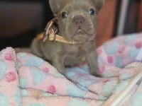 Magnolia , a female French Bulldog for sale in Miami, OK – 3 of 8