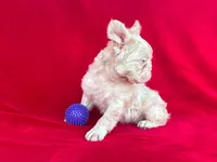 Pink fluffy , a male French Bulldog for sale in Miami, OK – 5 of 6