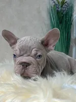 Velvet "beauty" big rope, a male French Bulldog for sale in Miami, OK – Photo 4 of 7