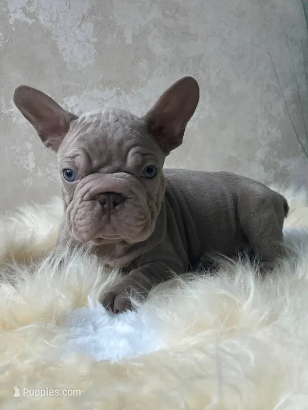 Velvet "beauty" big rope – French Bulldog puppy for sale in Miami, OK