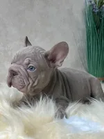 Velvet "beauty" big rope, a male French Bulldog for sale in Miami, OK – Photo 5 of 7