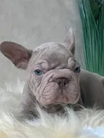 Velvet "beauty" big rope, a male French Bulldog for sale in Miami, OK – Photo 2 of 7