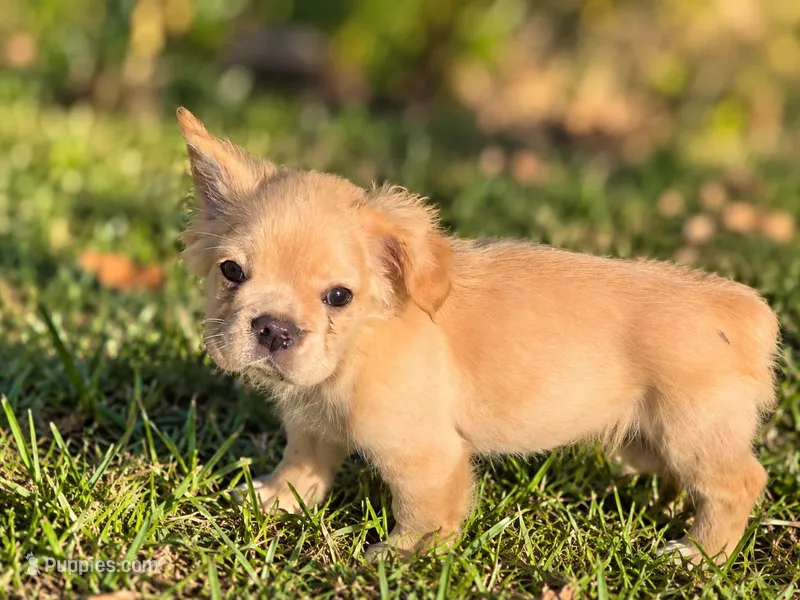 Biscuit  – French Bulldog puppy for sale in Miami, OK